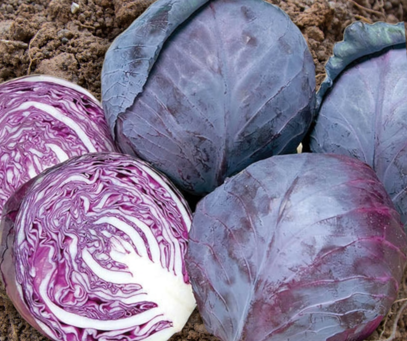 Ruby Ball Improved Cabbage Seeds
