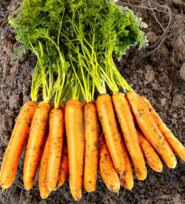 Negovia Carrot Seeds