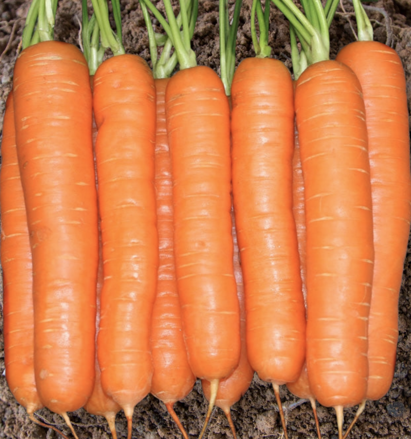 Yaya Organic Carrot Seeds