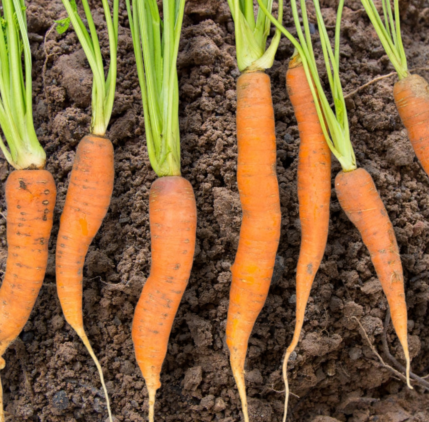  Fuerte Carrot Seeds