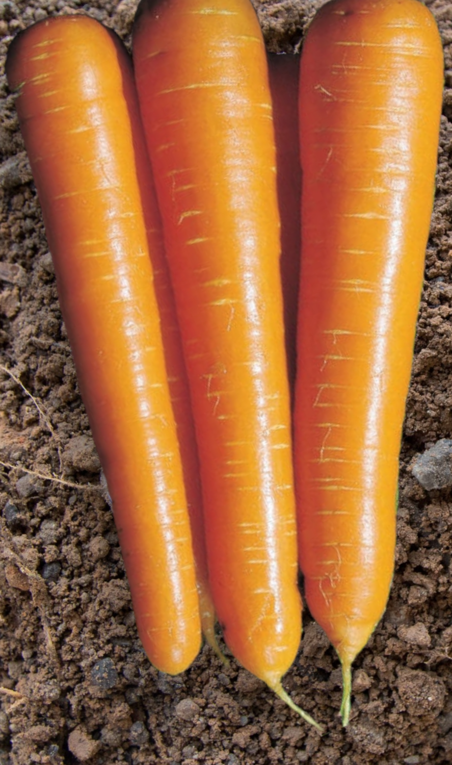 Nantindo Carrot Seeds