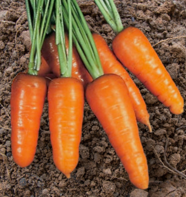 Royal Chantenay Carrot Seeds