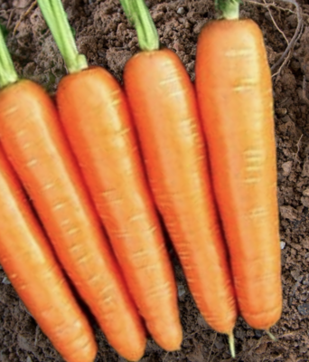 Goldfinger Carrot Seeds