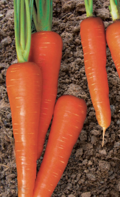 Moonraker Carrot Seeds