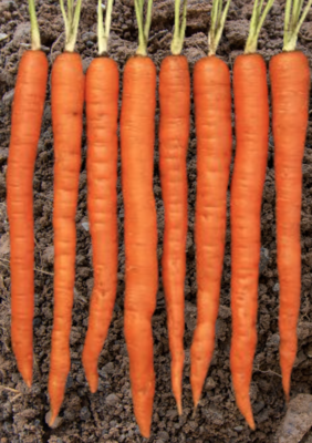 Interceptor Carrot Seeds
