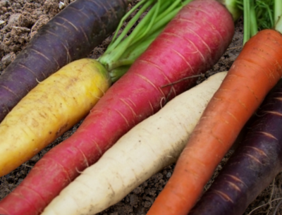 Rainbow Mix Carrot Seeds