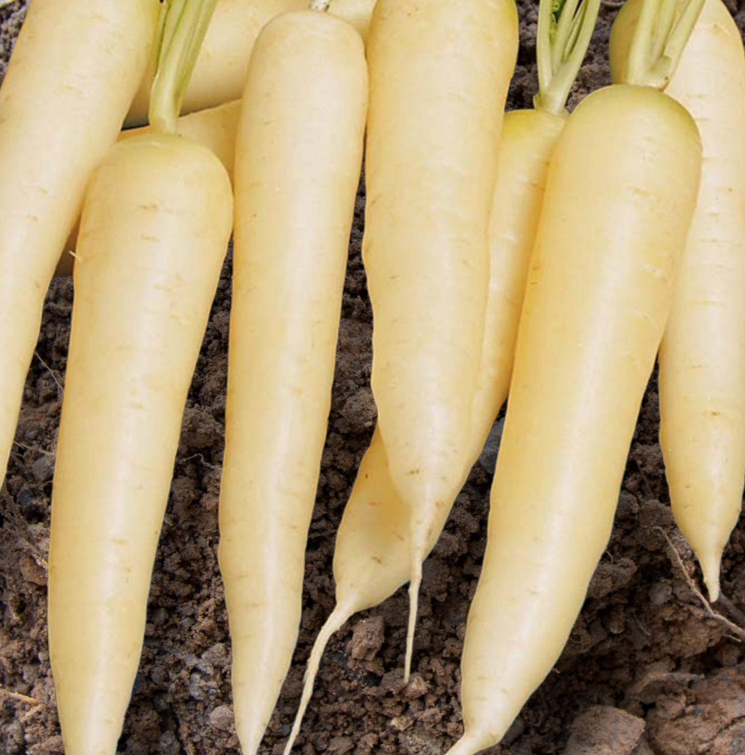 White Satin Organic Carrot Seeds