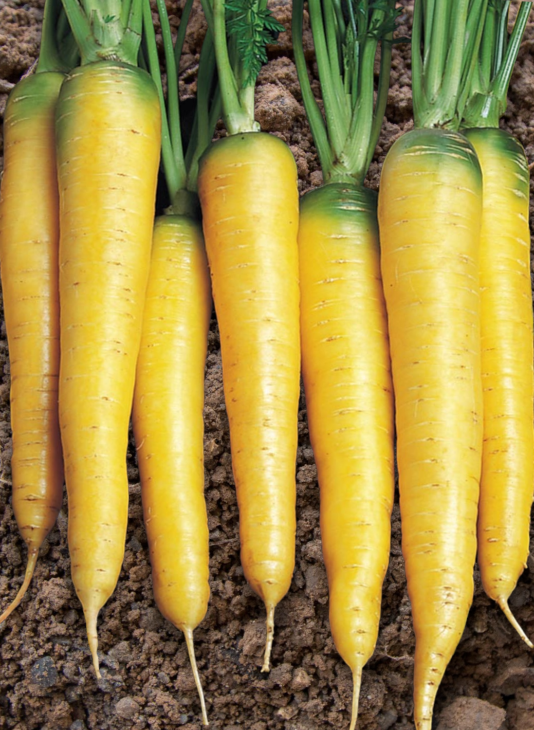 Yellow Stone Organic Carrot Seeds