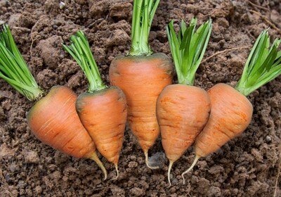 Heirloom Oxheart Carrot Seeds
