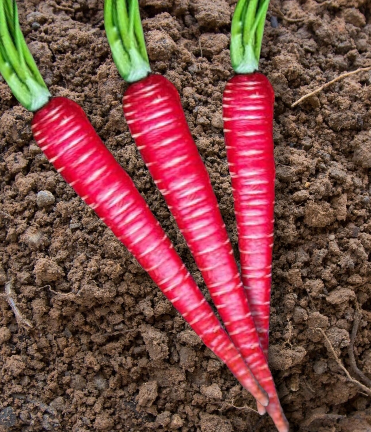 Heirloom Kyoto Red Carrot Seeds