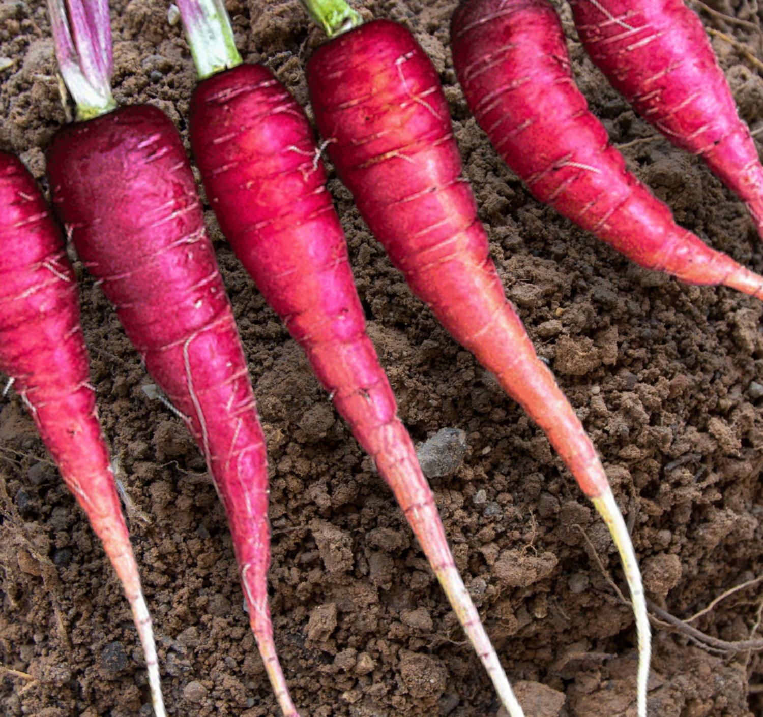 Cosmic Purple Carrot Seeds