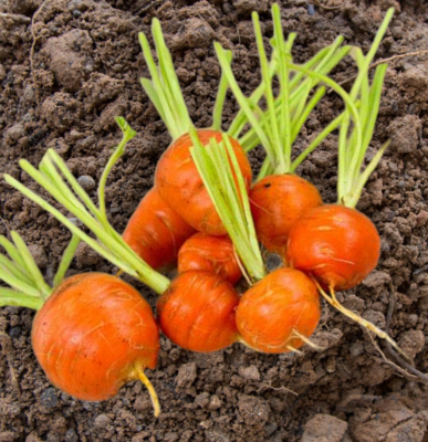 Heirloom Parisienne Carrot Seeds