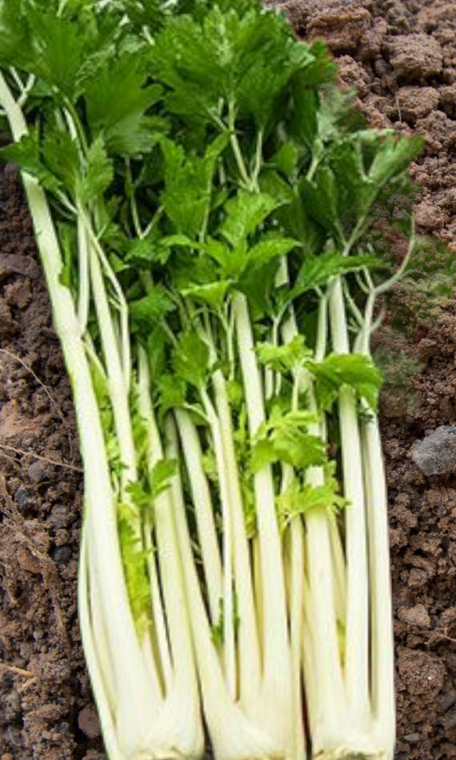 Heirloom Chinese White Celery Seeds