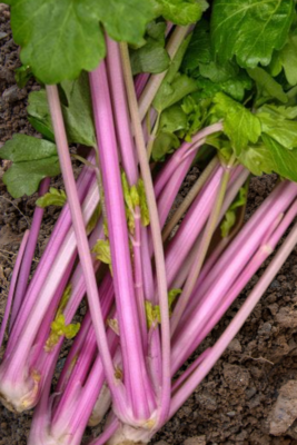 Heirloom Chinese Pink Celery Seeds