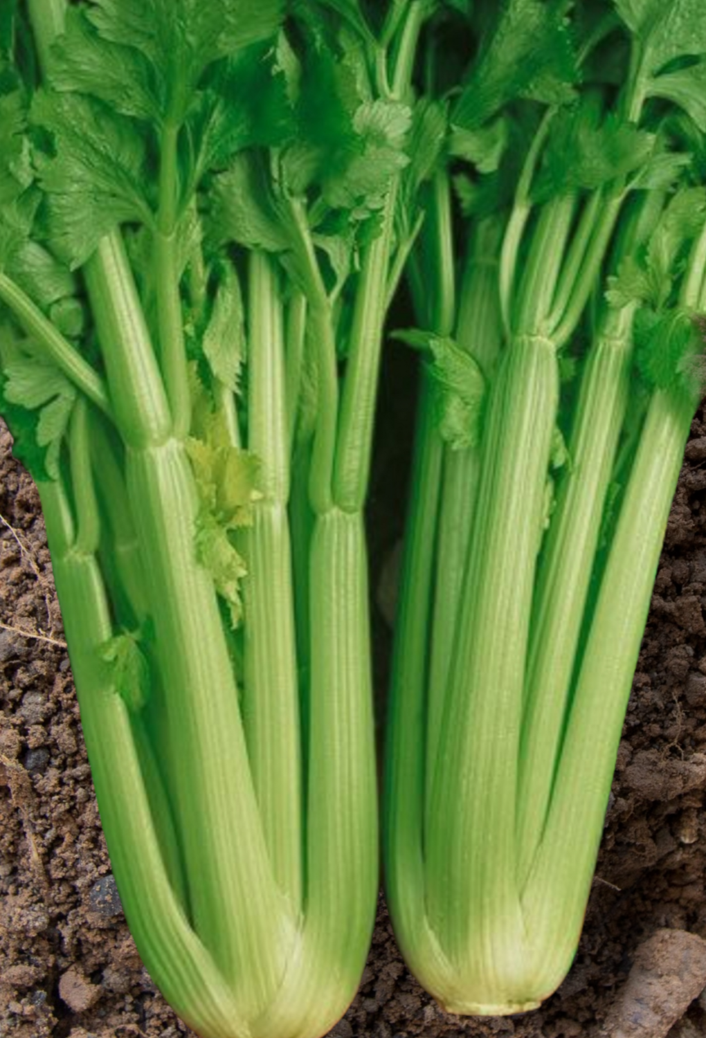 Heirloom Tall Utah Celery Seeds