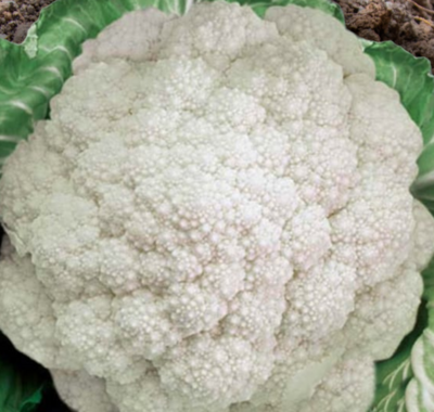 Heirloom De Jesi Cauliflower Seeds
