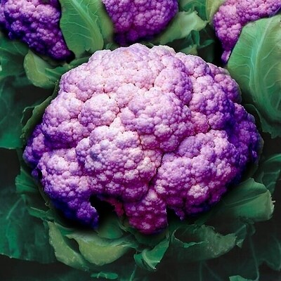 Heirloom Purple of Sicily Cauliflower Seeds