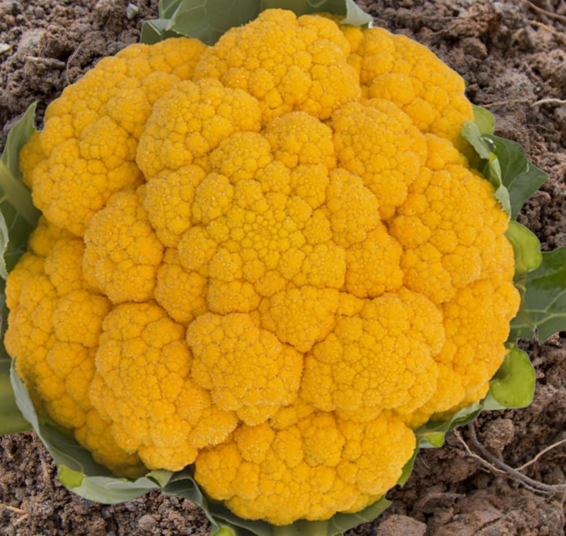 Clementine Cauliflower Seeds