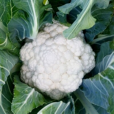 Mardi Organic Cauliflower Seeds