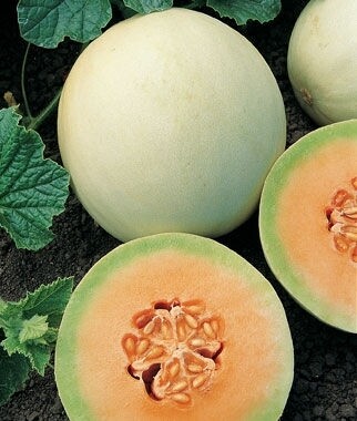 Heirloom Honeydew Orangeflesh Melon Seeds