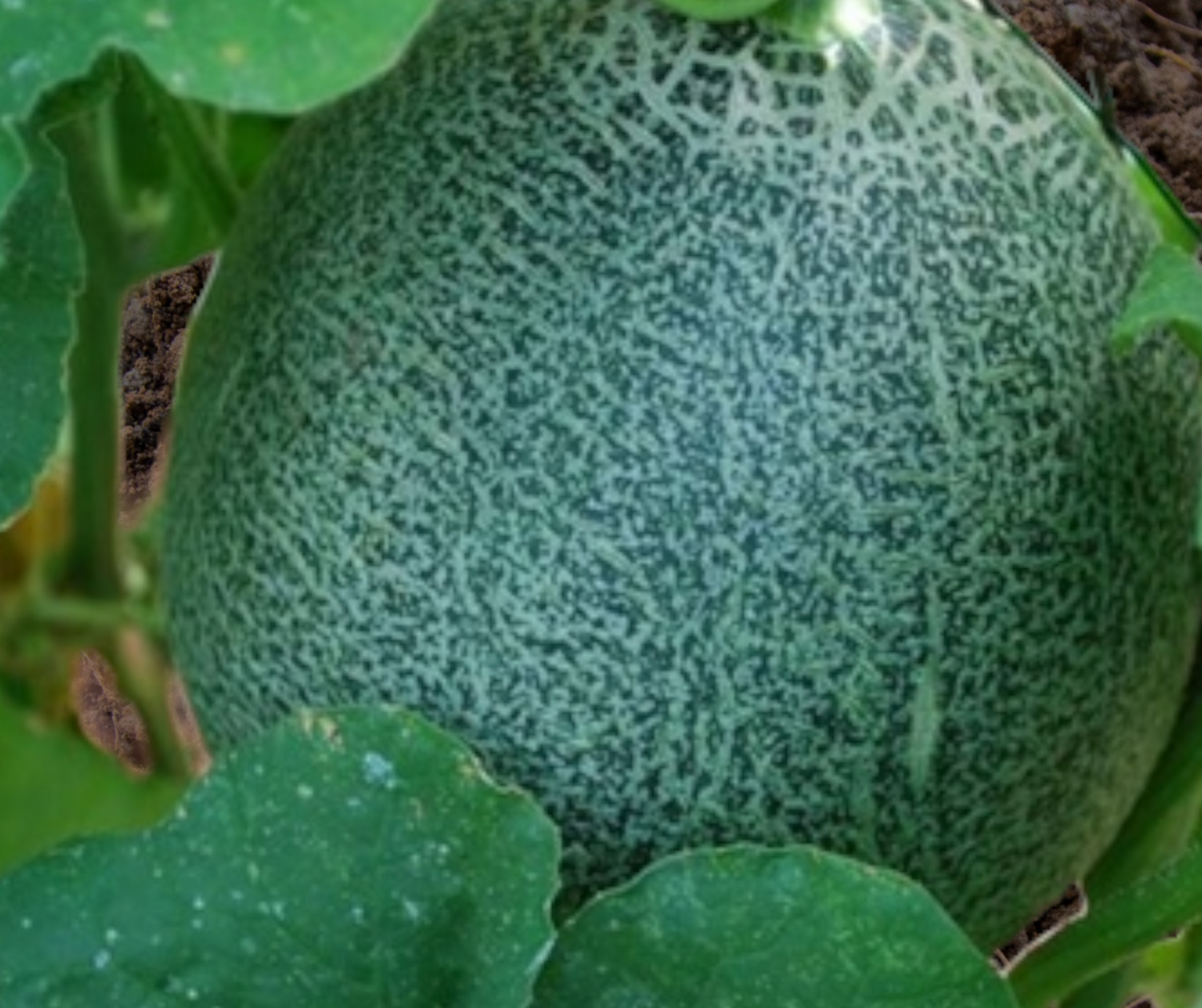 Small Persian Melon Seeds