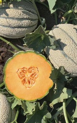 Divergent Organic Melon Seeds