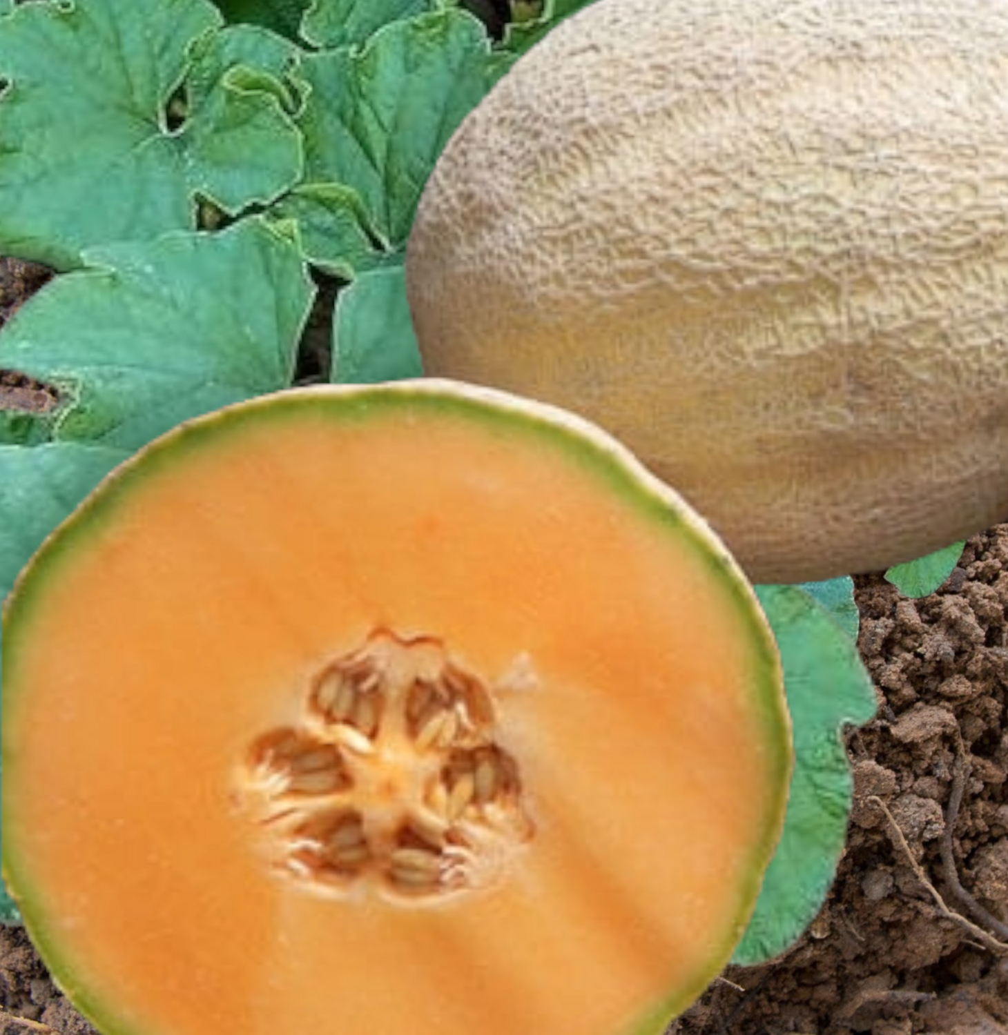 Cleopatra Melon Seeds