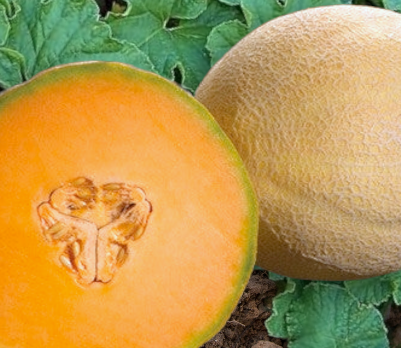 Atlantis Melon Seeds