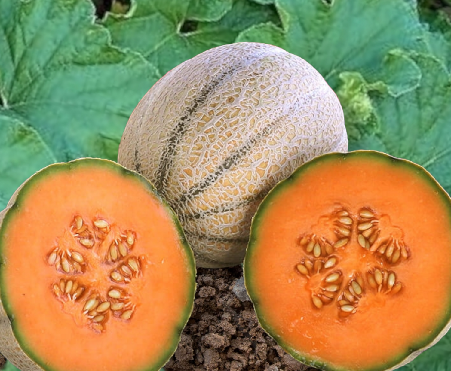 Wrangler Melon Seeds
