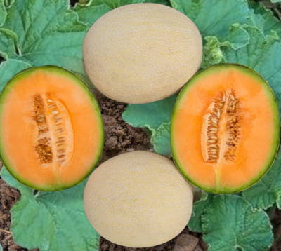 True Love Organic Melon Seeds
