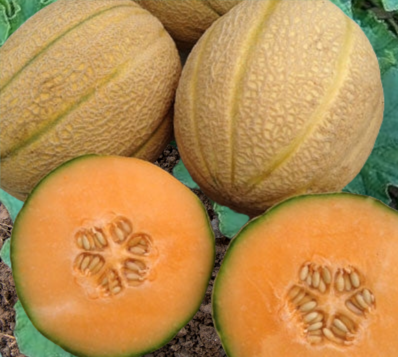 Afterglow Melon Seeds