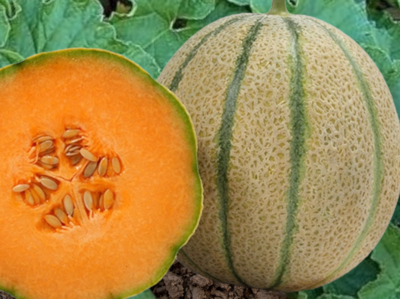 Iperione Melon Seeds