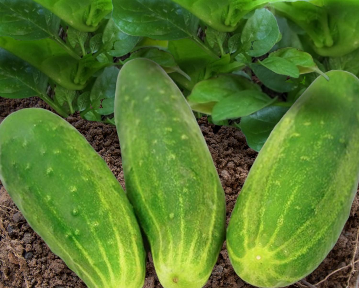 Heirloom Early Fortune Cucumber Seeds