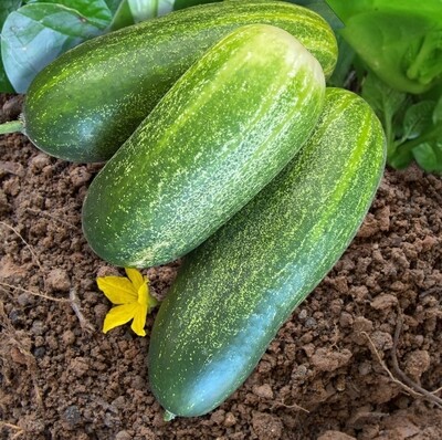 Early Fortune Cucumber Seeds