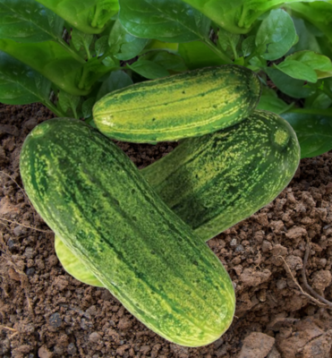 Heirloom Dar Cucumber Seeds