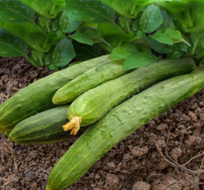 Heirloom Aonaga Jibai Cucumber Seeds