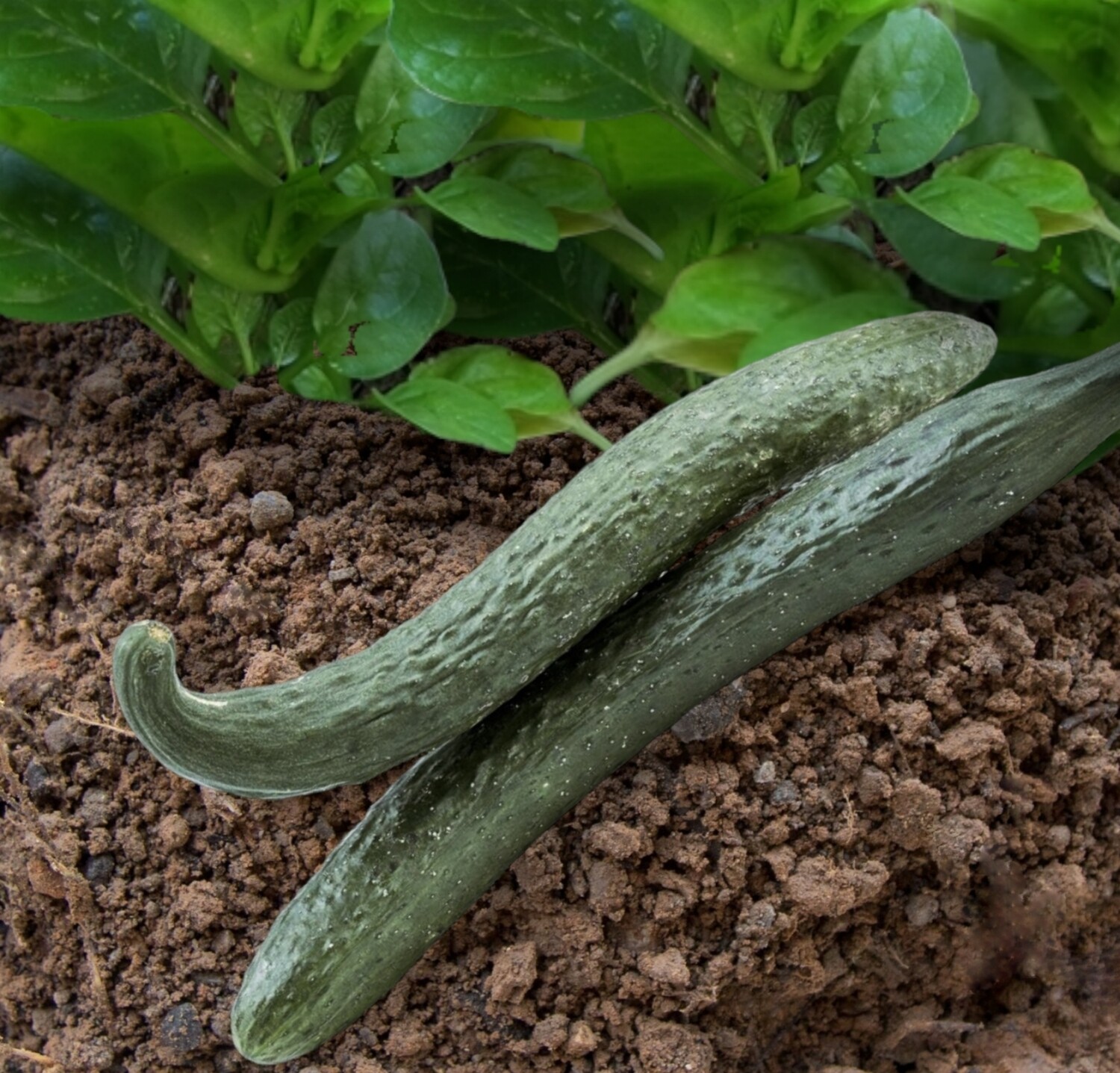 Heirloom Jibai Shimoshirazu Cucumber Seeds