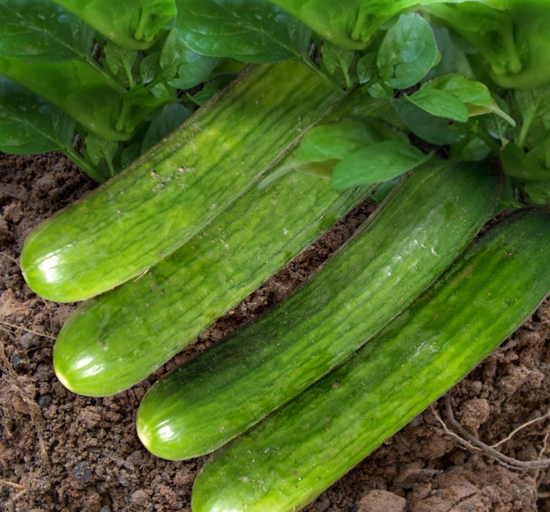 Manny Cucumber Seeds