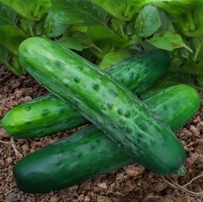 Heirloom Marketmore 76 Cucumber Seeds