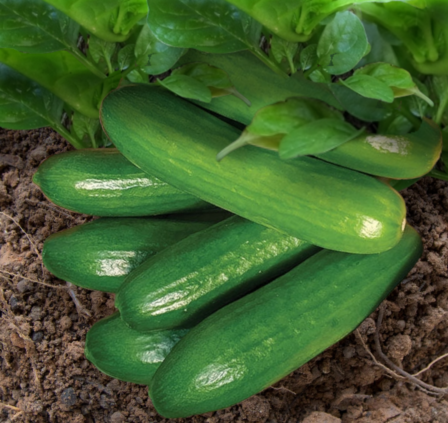 Mini-Me Organic Cucumber Seeds