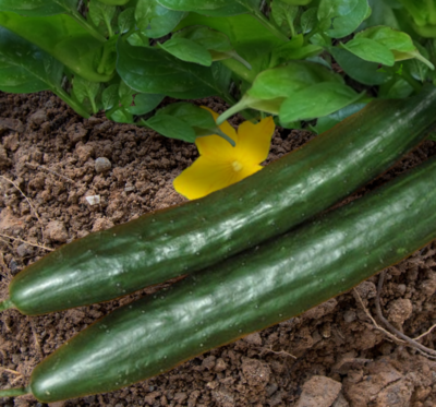 Taurus Cucumber Seeds