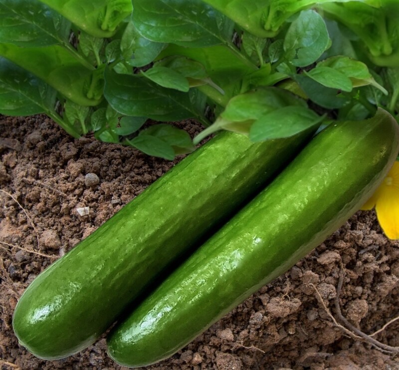 Diva Cucumber Seeds
