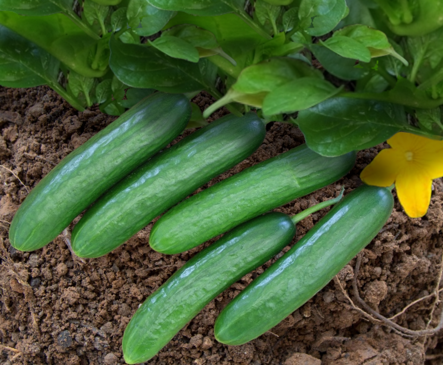 Picolino Organic Cucumber Seeds