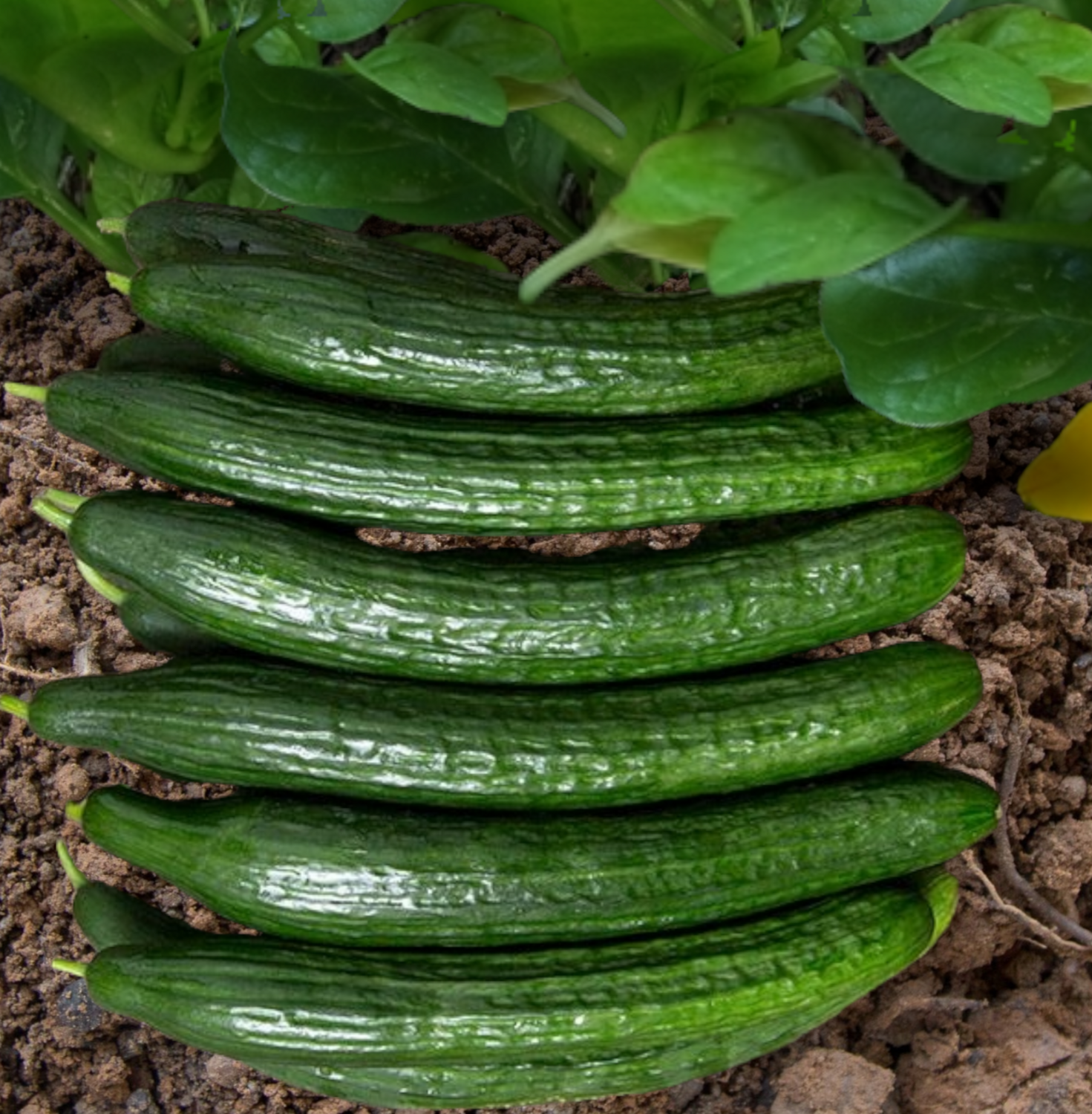 Poniente Organic Cucumber Seeds