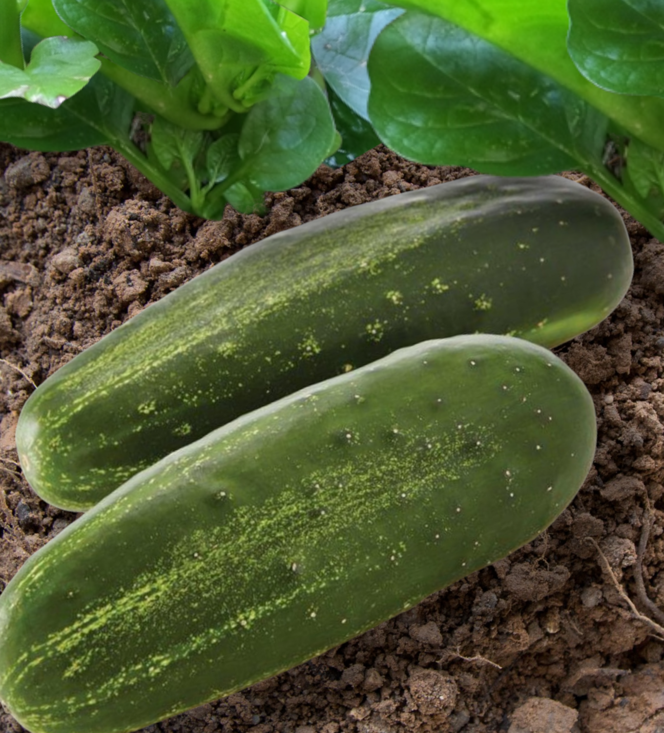 Citadel Cucumber Seeds