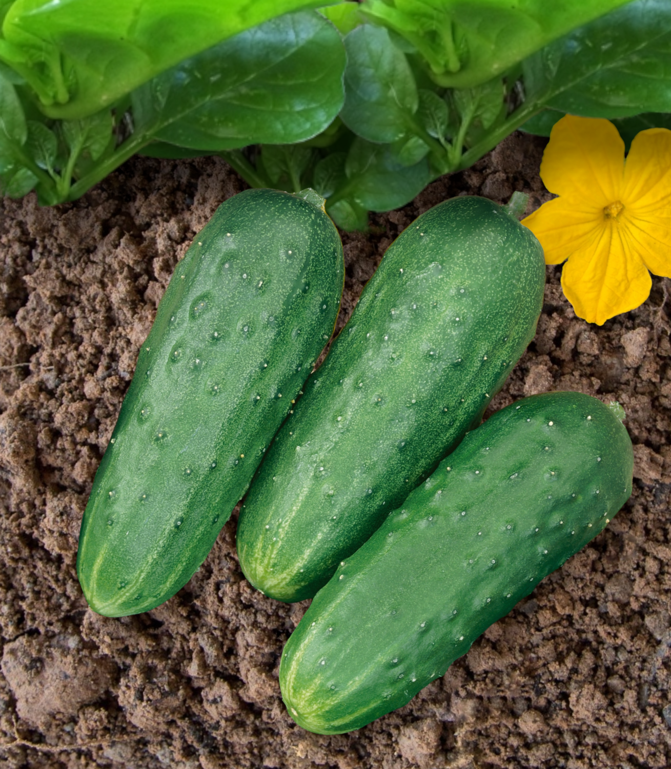 Patio Snacker Cucumber Seeds