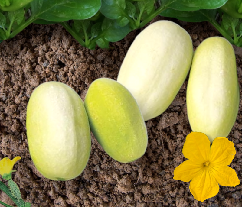 Heirloom Dragon Egg Cucumber Seeds