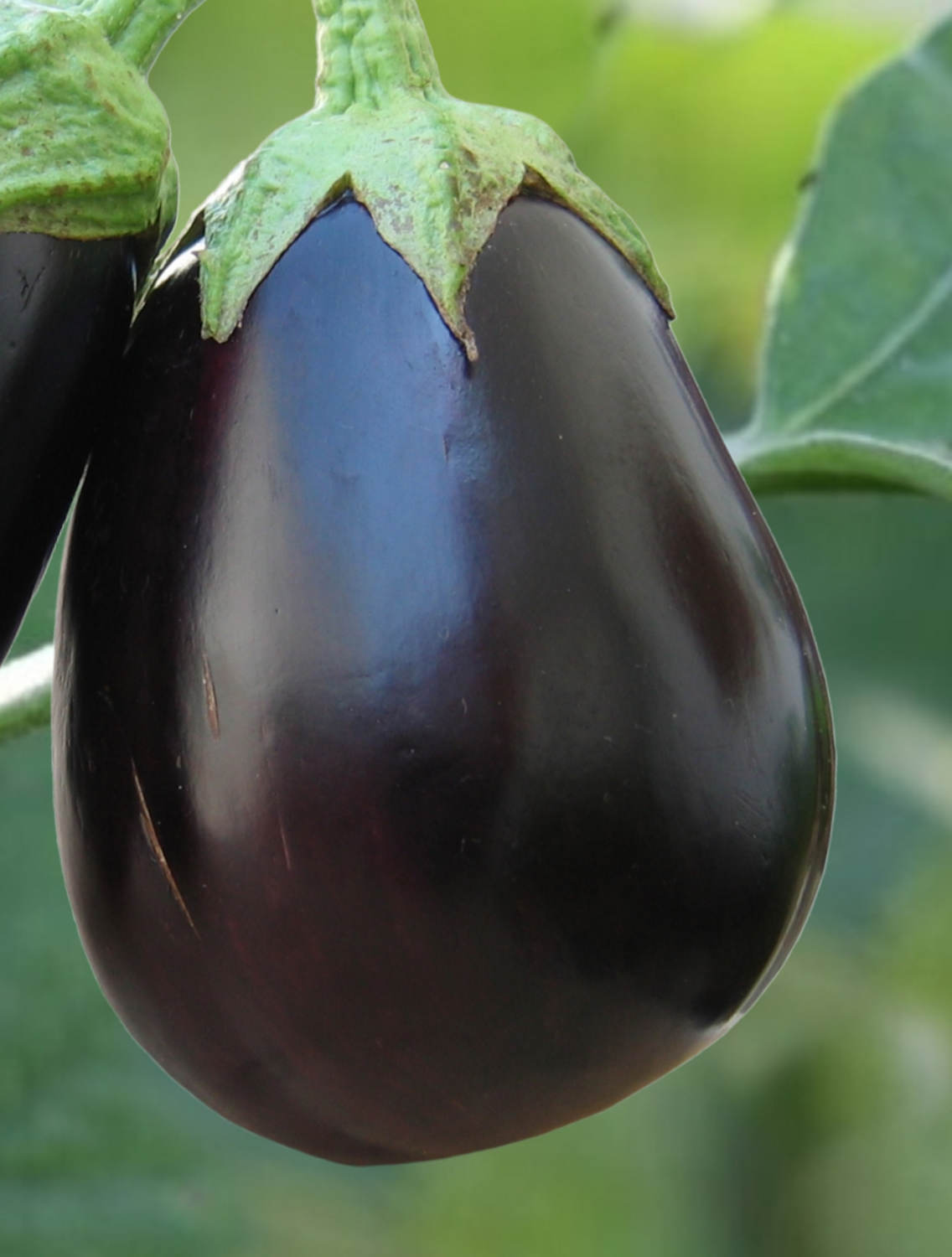 Gaudi Hybrid Eggplant Seeds