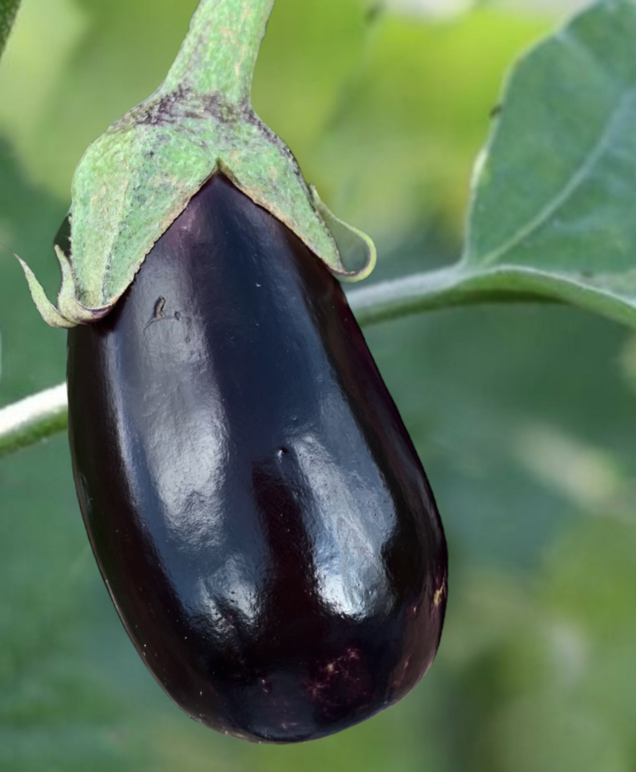 Picasso Hybrid Eggplant Seeds