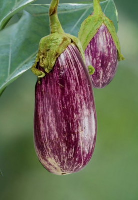 Heirloom Listada De Gandia Eggplant Seeds